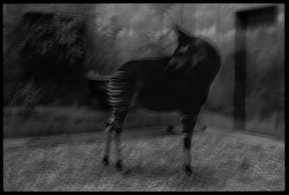 bestiaire zoo de vincennes okapi