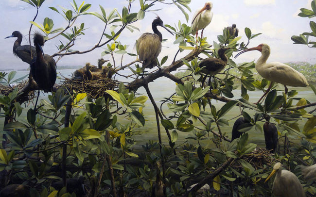 muséum amércicain d'histoire naturelle bestiaire oiseaux