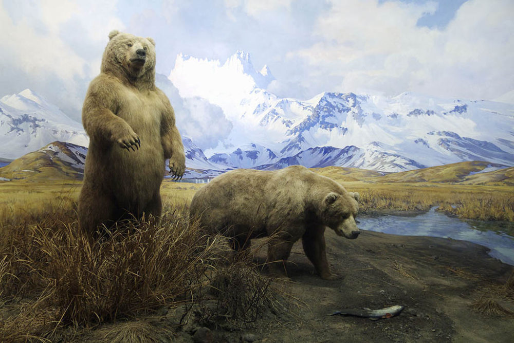 muséum amércicain d'histoire naturelle bestiaire grizzlis
