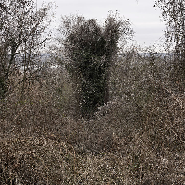 Un tronc envahi par le lierre se dresse au milieu d'un tapis végétal au repos.
