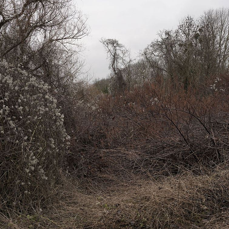 Epais tapis de Renoués du Japon avec au fond et sur les côtés la silhouette d'arbres en hiver