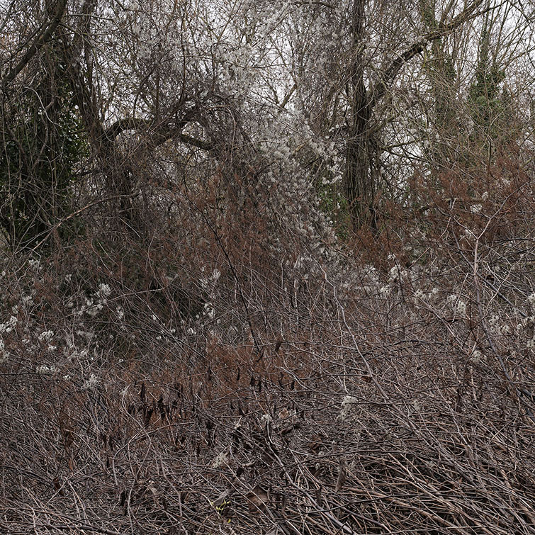Arbres envahis par de lianes avec au sol un rideau de Renouées de Japon en hiver.