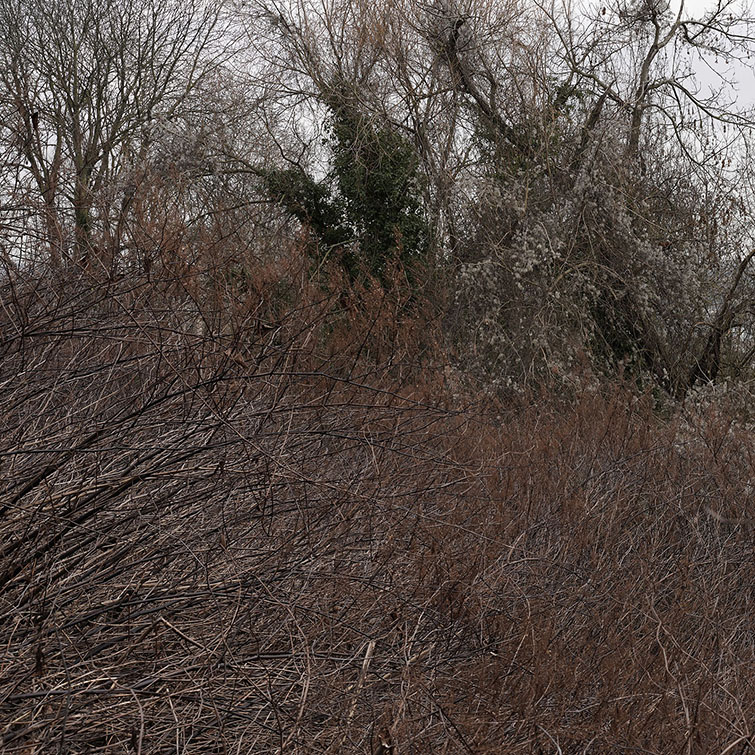 Epais rideau de Renouées du Japon barrant l'accès à une rangée d'arbres