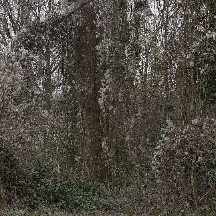 Rideau de lianes cotonneuses obstruant l'orée d'un bois