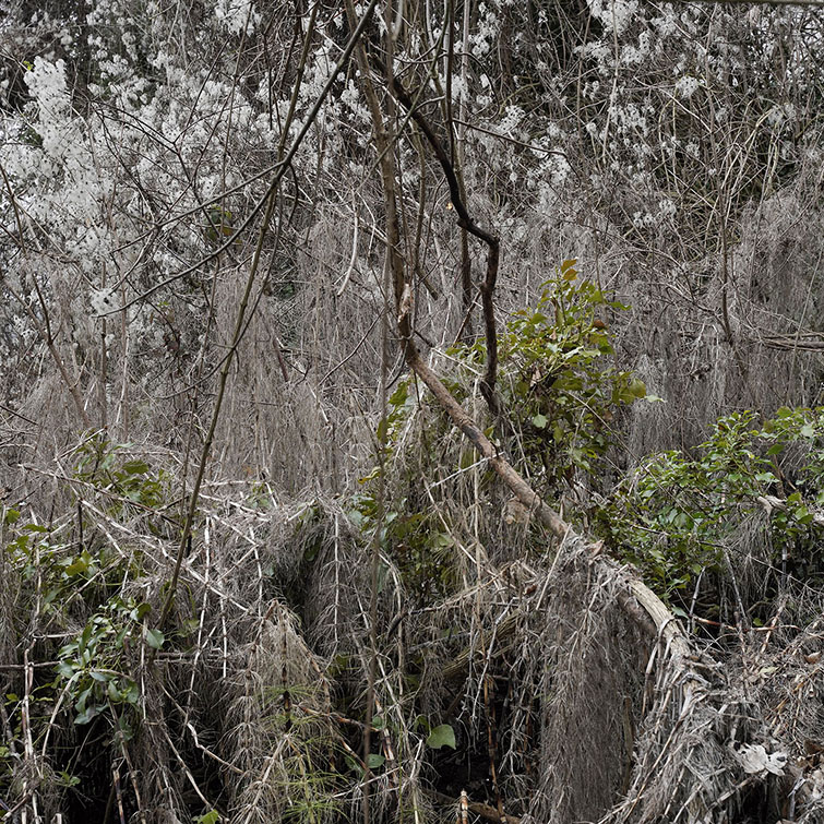 Végétation cotonneuse hivernale et branches mortes