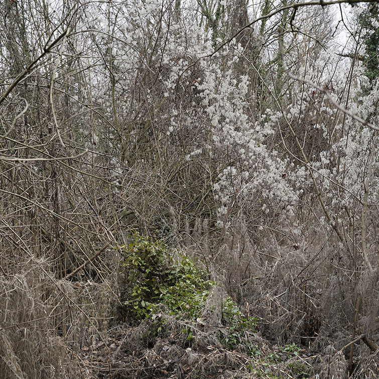 Végétation hivernale dense et ciel gris