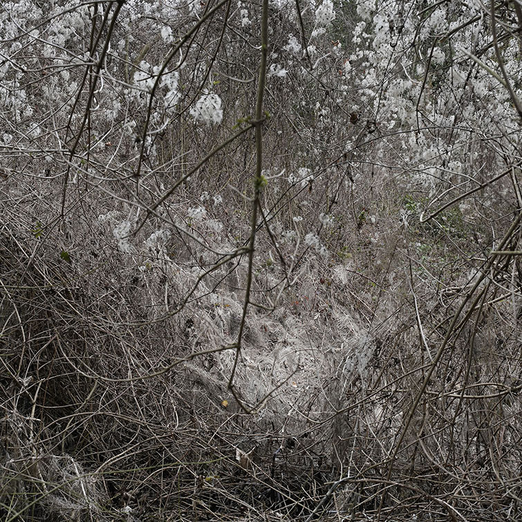 Une végétation cotonneuse bloque la vue