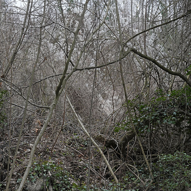 Espace Naturel Sensible d'Athis-Mons, le ciel a disparu à travers le rideau végétal.