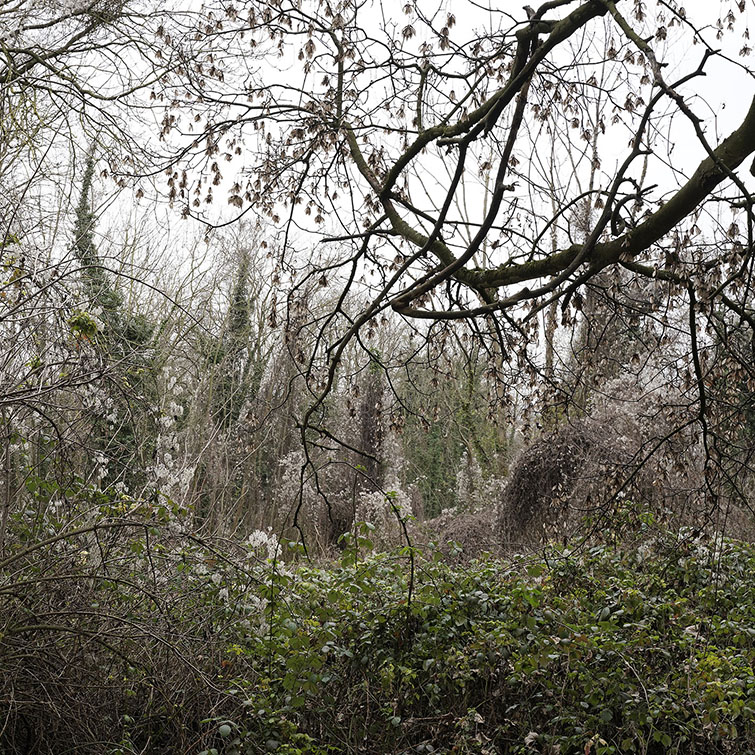 Espace Naturel Sensible d'Athis-Mons, roncier et végétation invasive