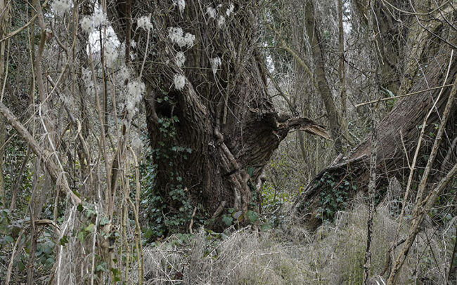 Espace Naturel Sensible à Athis-Mons, la base d'un arbre encerclée par la végétation