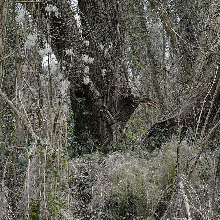 Espace Naturel Sensible à Athis-Mons, la base d'un arbre encerclée par la végétation