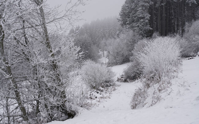 Monts de la Madeleine en hiver par temps de neige. Un chemin entre 2 pâturages avec une forêt dans le fond