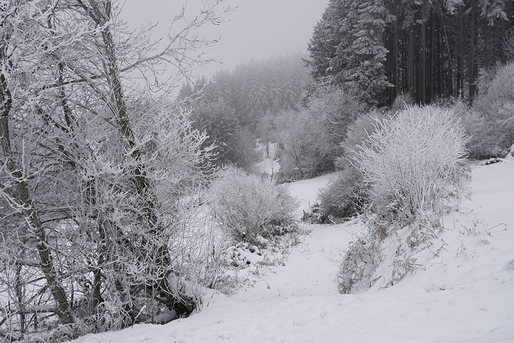 Monts de la Madeleine en hiver par temps de neige. Un chemin entre 2 pâturages avec une forêt dans le fond