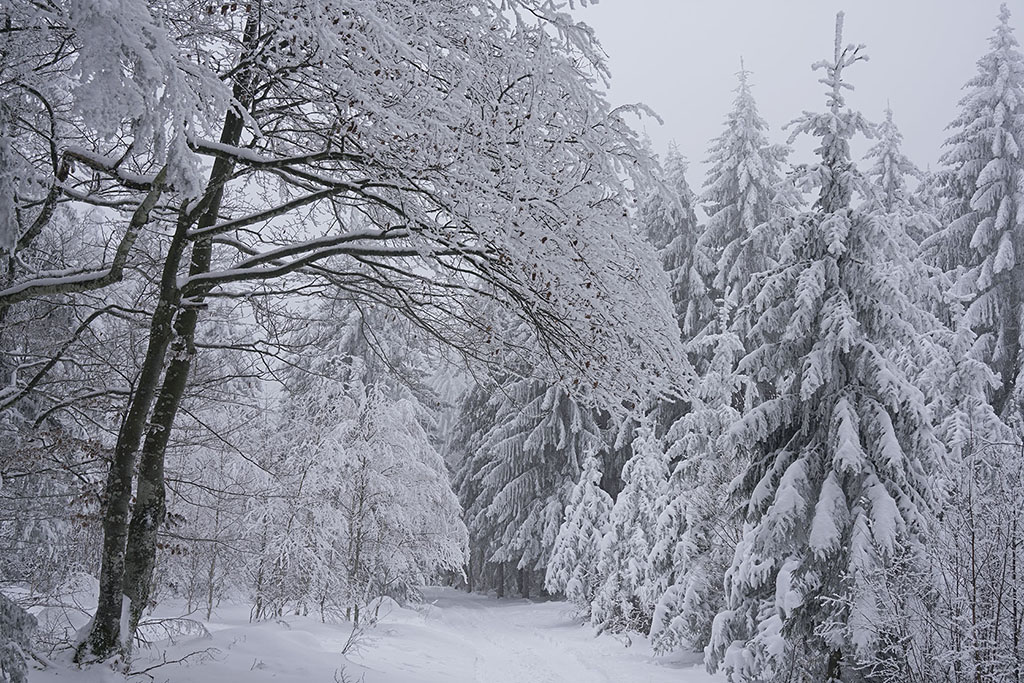 Monts de la Madeleine en hiver par temps de neige. Un chemin en forêt avec des sapins et des hêtres
