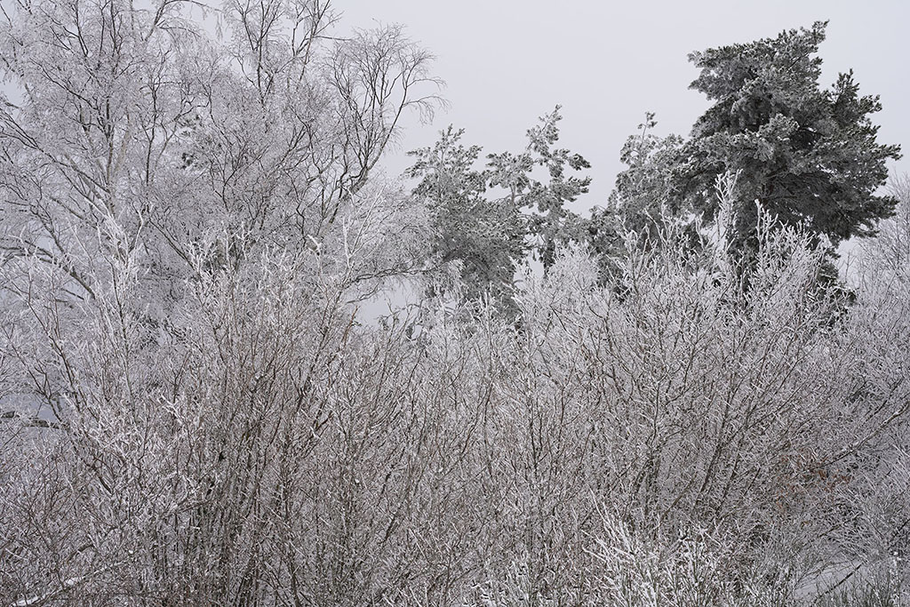 Monts de la Madeleine en hiver par temps de neige. Des épineux se dressent tel des géants