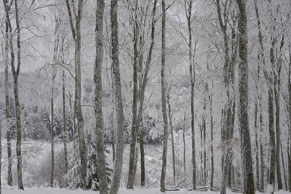 Monts de la Madeleine en hiver par temps de neige. Rangée de hêtres au dessus d'un champ
