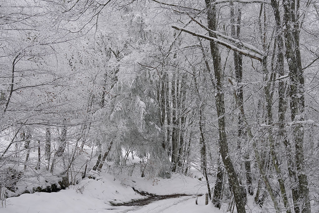 Monts de la Madeleine en hiver par temps de neige. Un chemin en sous-bois avec un mince filet d'eau