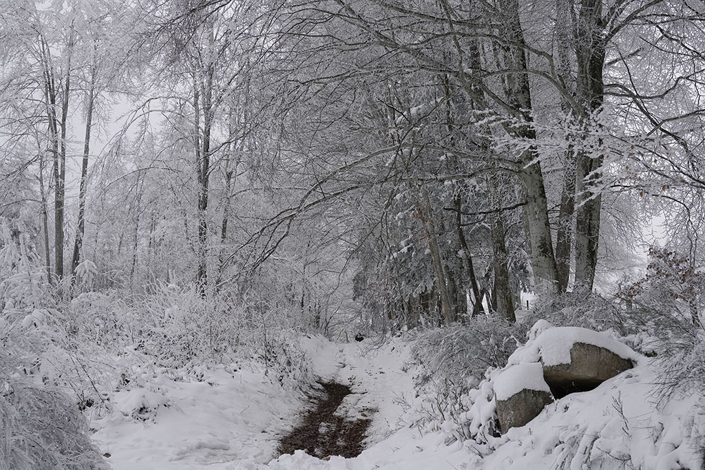 Monts de la Madeleine en hiver par temps de neige. Un chemin en sous bois avec le sol qui apparaît par endroit