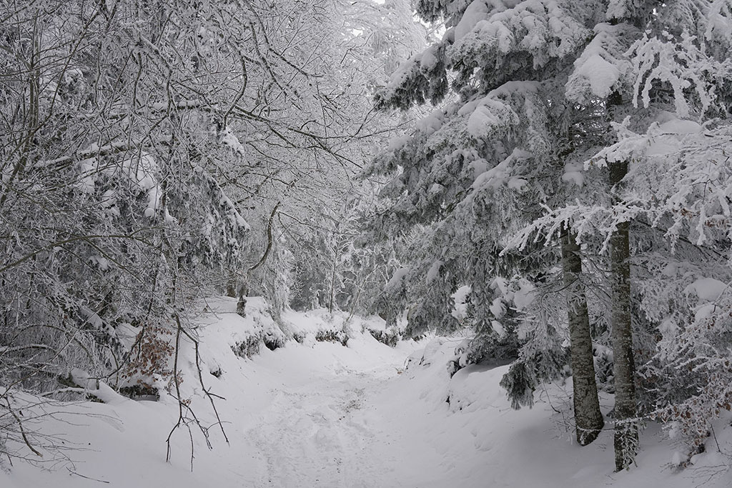 Monts de la Madeleine en hiver par temps de neige. Un chemin en sous-bois avec une branche morte qui pend vers le sol