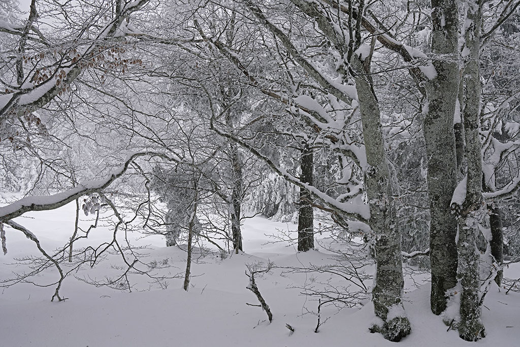 Monts de la Madeleine en hiver par temps de neige. Silhouettes d'arbres tel une peinture orientale.