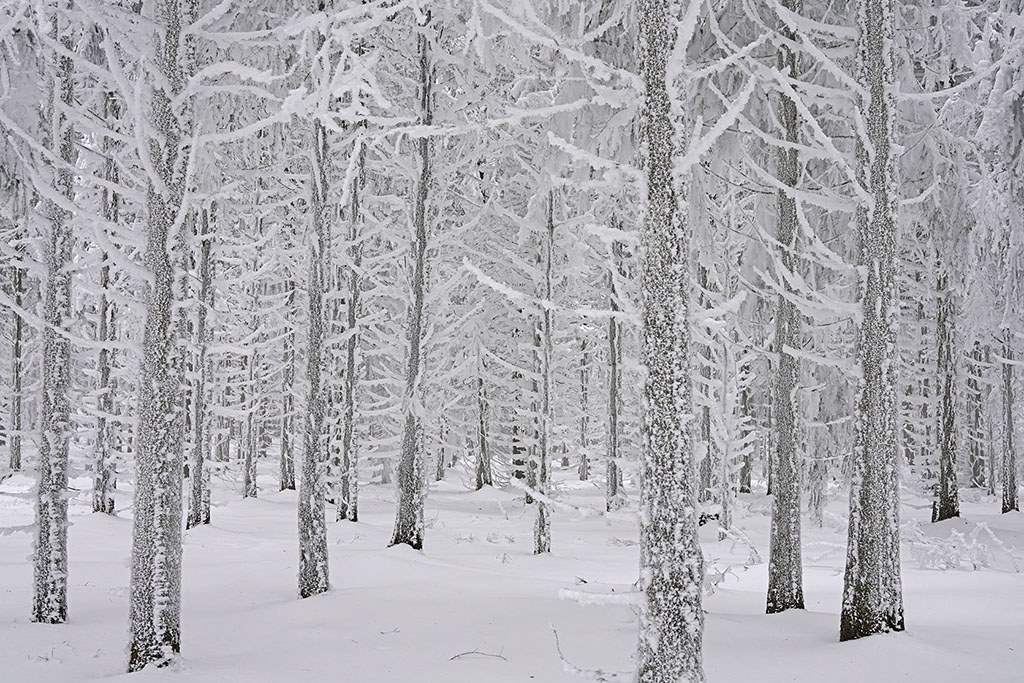 Monts de la Madeleine en hiver par temps de neige. Troncs de sapin recouverts de givre et de neige.