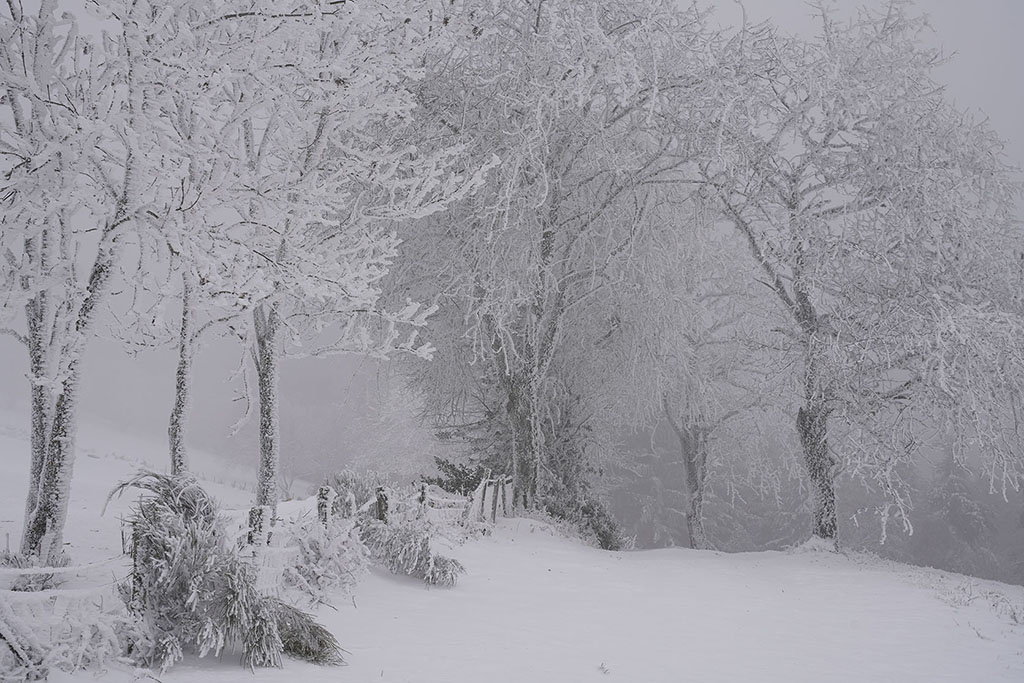 Monts de la Madeleine en hiver par temps de neige. Silhouettes d'arbres recouverts de givre pris dans le brouillard.