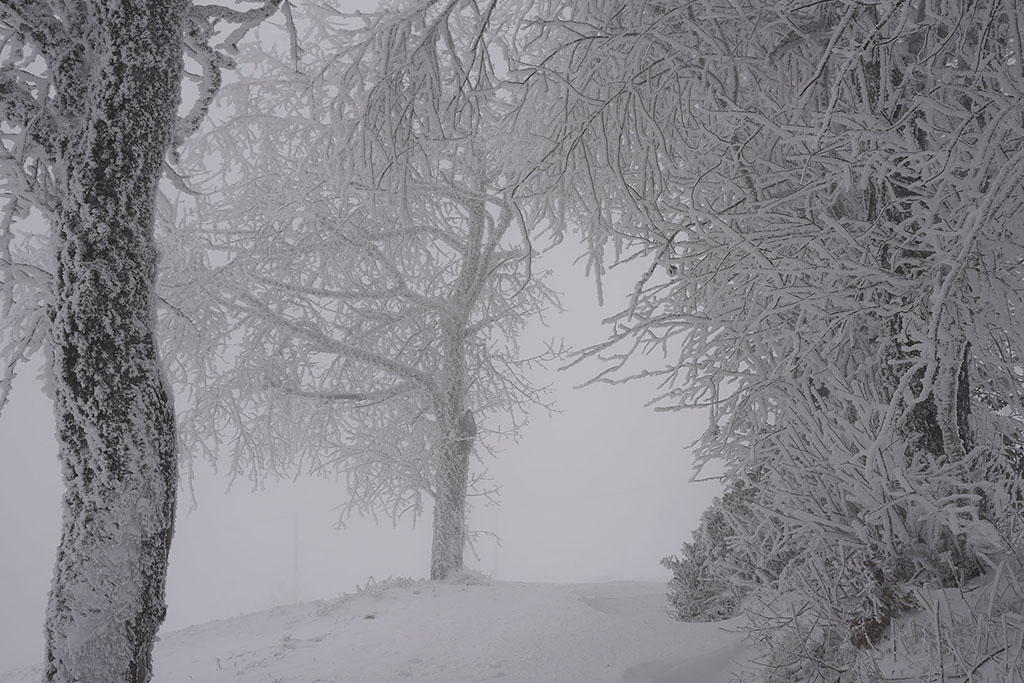 Monts de la Madeleine en hiver par temps de neige. Silhouettes d'arbres recouverts de givre et de neige pris dans le brouillard.