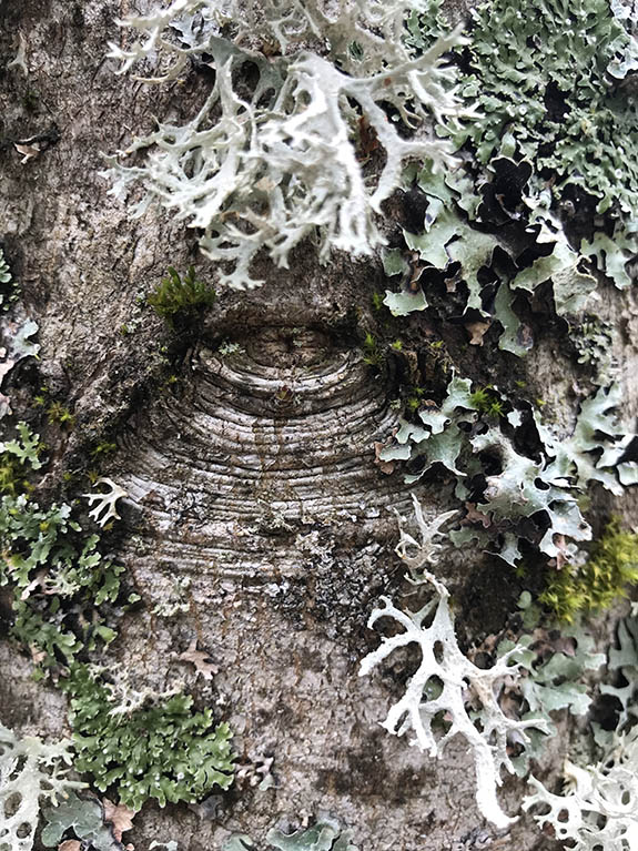 Regards d'arbres de l'arboretum d'Arçon dans la Loire, le 24 avril 2022 en fin de journée.