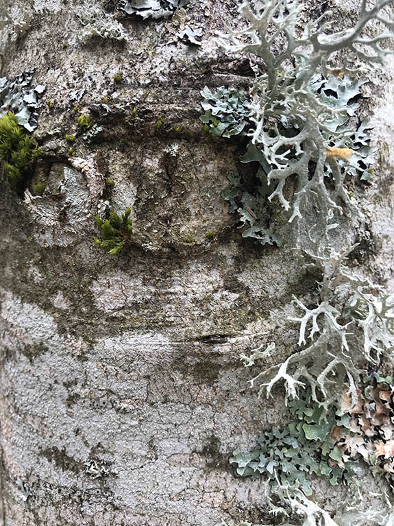 Regards d'arbres de l'arboretum d'Arçon dans la Loire, le 24 avril 2022 en fin de journée.