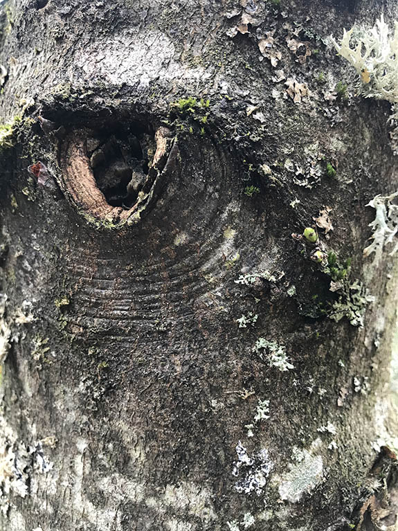Regards d'arbres de l'arboretum d'Arçon dans la Loire, le 24 avril 2022 en fin de journée.