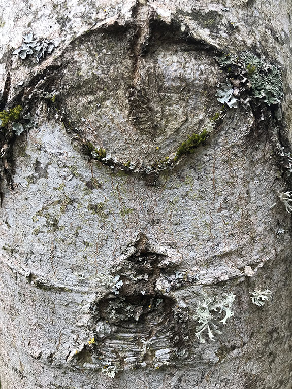 Regards d'arbres de l'arboretum d'Arçon dans la Loire, le 24 avril 2022 en fin de journée.