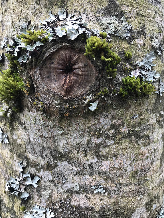 Regards d'arbres de l'arboretum d'Arçon dans la Loire, le 24 avril 2022 en fin de journée.