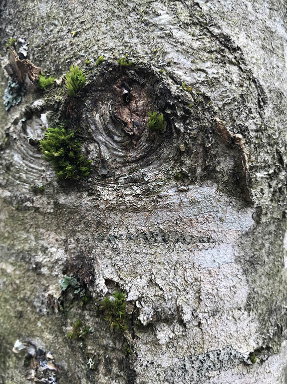 Regards d'arbres de l'arboretum d'Arçon dans la Loire, le 24 avril 2022 en fin de journée.