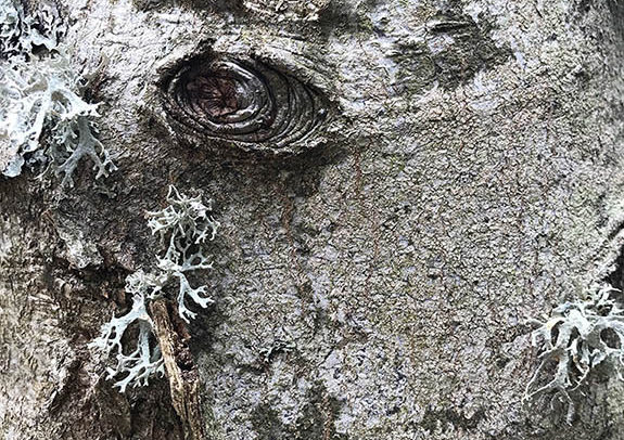 regards d'arbres de l'arboretum d'Arçon dans la Loire, le 24 avril 2022 en fin de journée