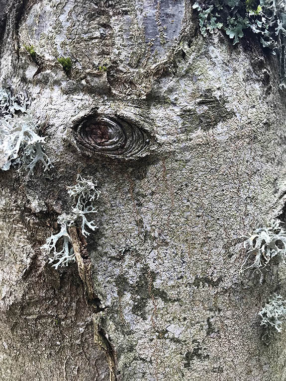 regards d'arbres de l'arboretum d'Arçon dans la Loire, le 24 avril 2022 en fin de journée