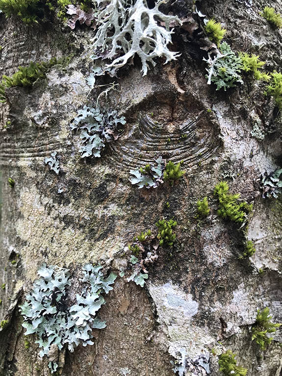 regards d'arbres de l'arboretum d'Arçon dans la Loire, le 24 avril 2022 en fin de journée